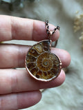 Ammonite Fossil Copped Necklace