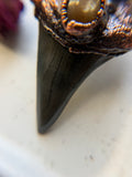 Mako Shark Tooth Fossil/ Brookite In Quartz/ Golden Rutile/ Raw Black Tourmaline/ Golden Susntone Copper Necklace pendant